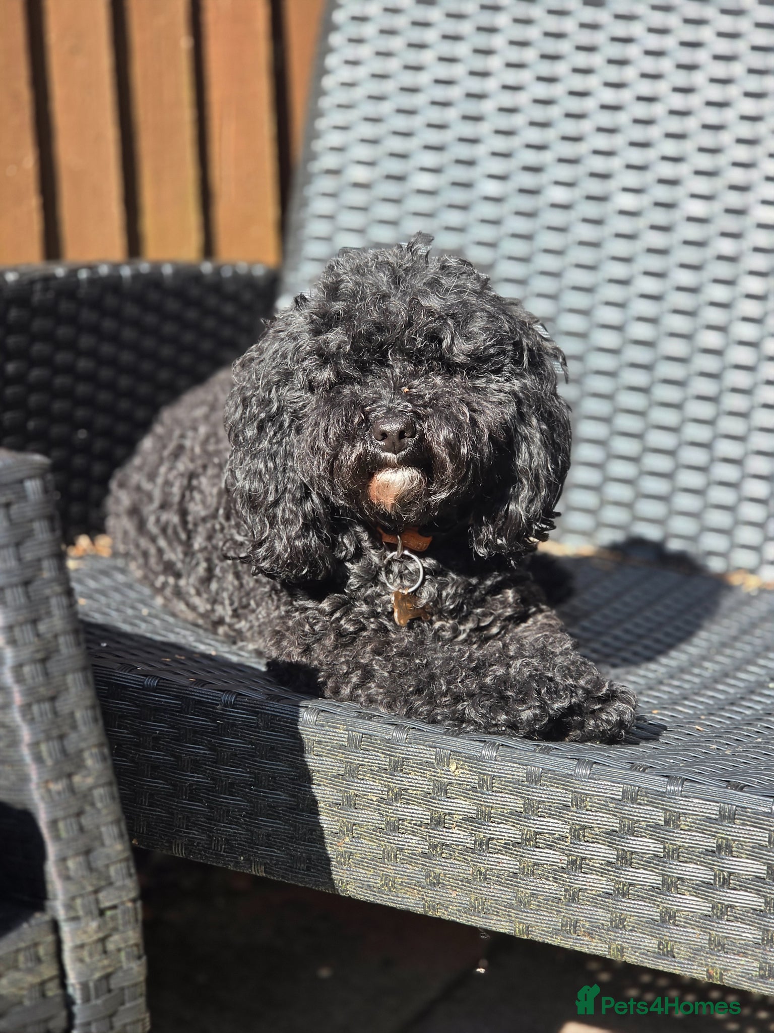 Cavapoo dogs F1bb cavapoo puppies  - Advert 1