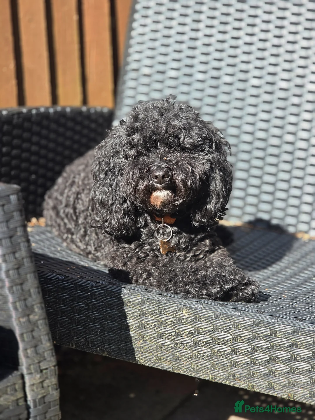 Cavapoo dogs for sale: F1bb cavapoo puppies  in Eastleigh - Advert 1