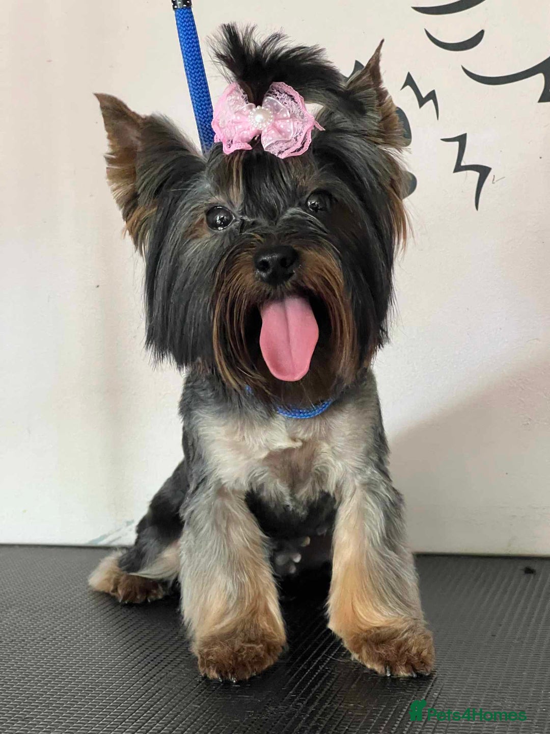 Yorkshire Terrier dogs for sale: Adorable mini yorkies🥰 - Advert 8