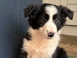 Border Collie dogs Beautiful Border Collie Puppies - Advert 3