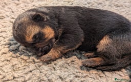 German Shepherd dogs for sale: KC Pups From Health Tested Champion Bloodlines  - Image 18