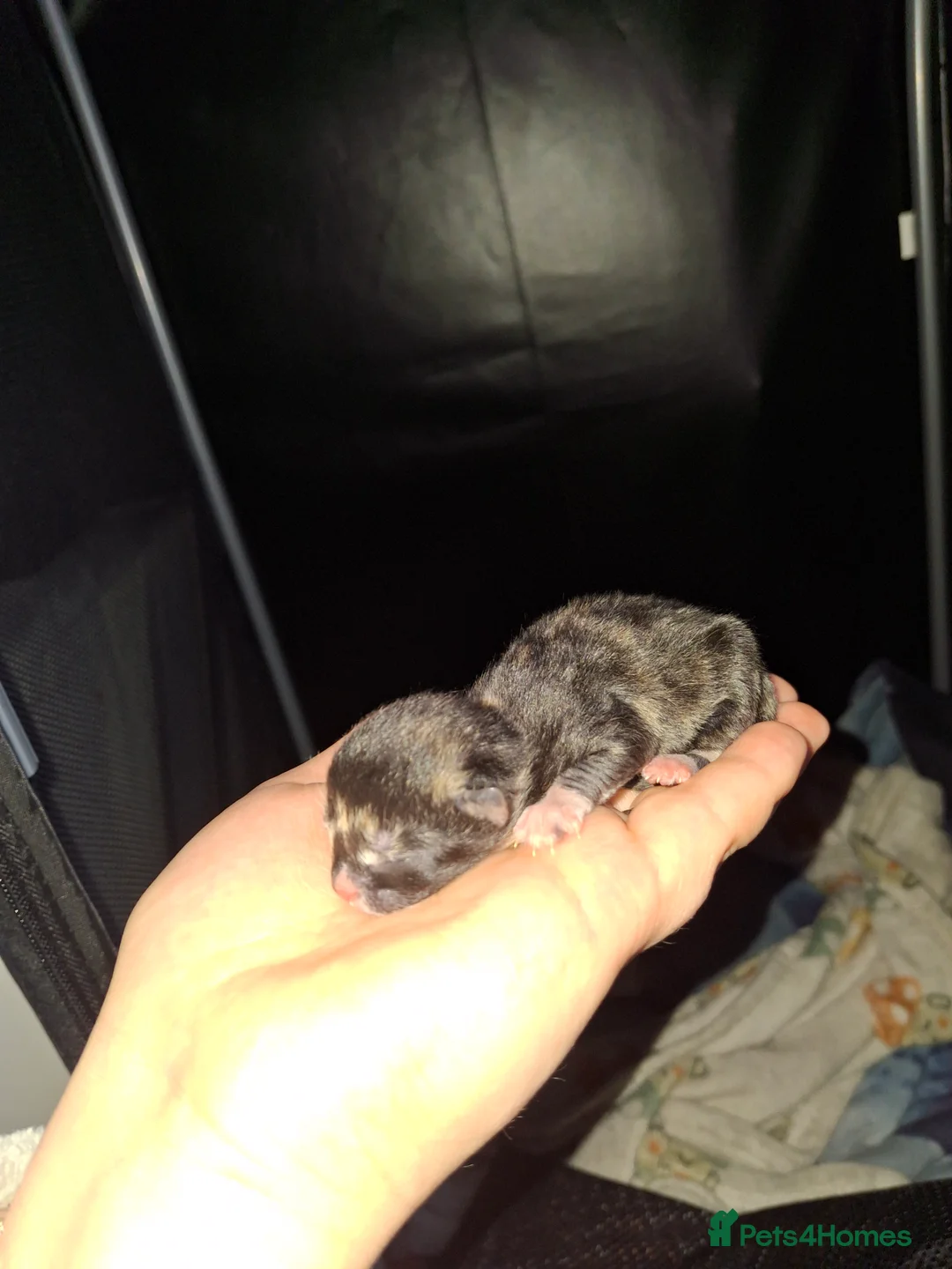 Mixed Breed cats for sale: Kittens  - Advert 3