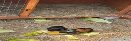 Guinea Pig rodents for sale: 10 week old male guinea pigs  - Advert 3