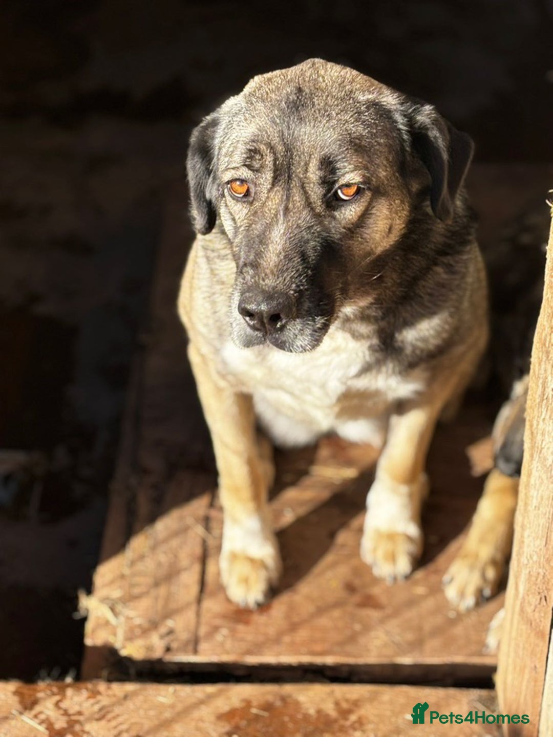 Mixed Breed dogs for adoption: Tully is patiently waiting for a family! - Advert 5