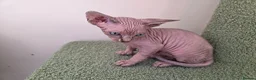 Sphynx cats for sale: Two beautiful Sphynx kitten in Stone - Advert 4