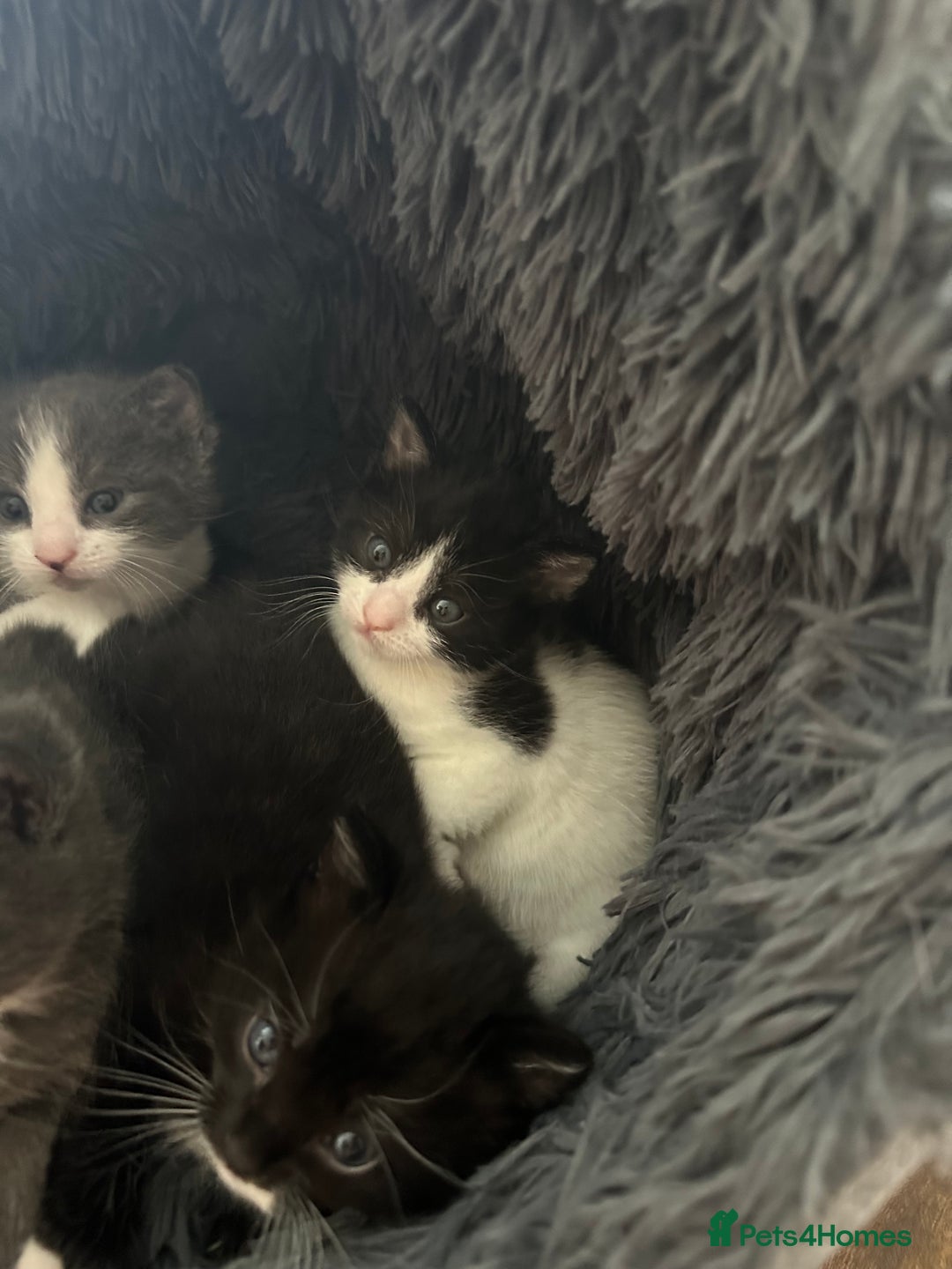 European cats for sale: 3 beautiful kittens left  - Image 5