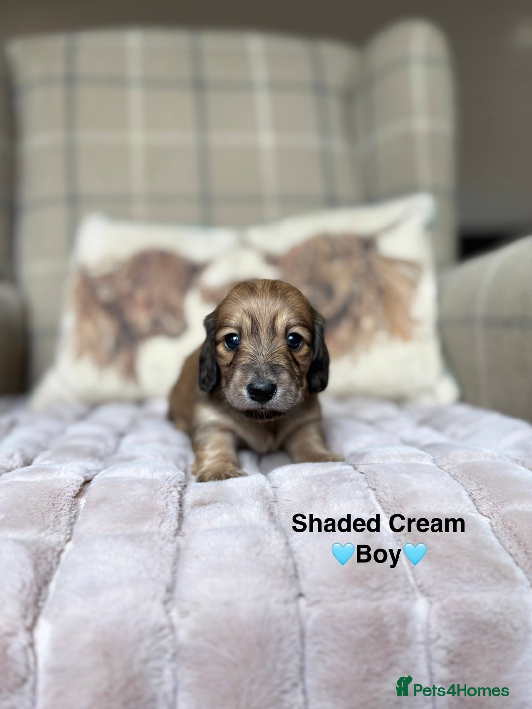 Miniature Dachshund dogs for sale: 🩷LONG HAIRED CREAM DACHSHUNDS🩵 - Advert 14