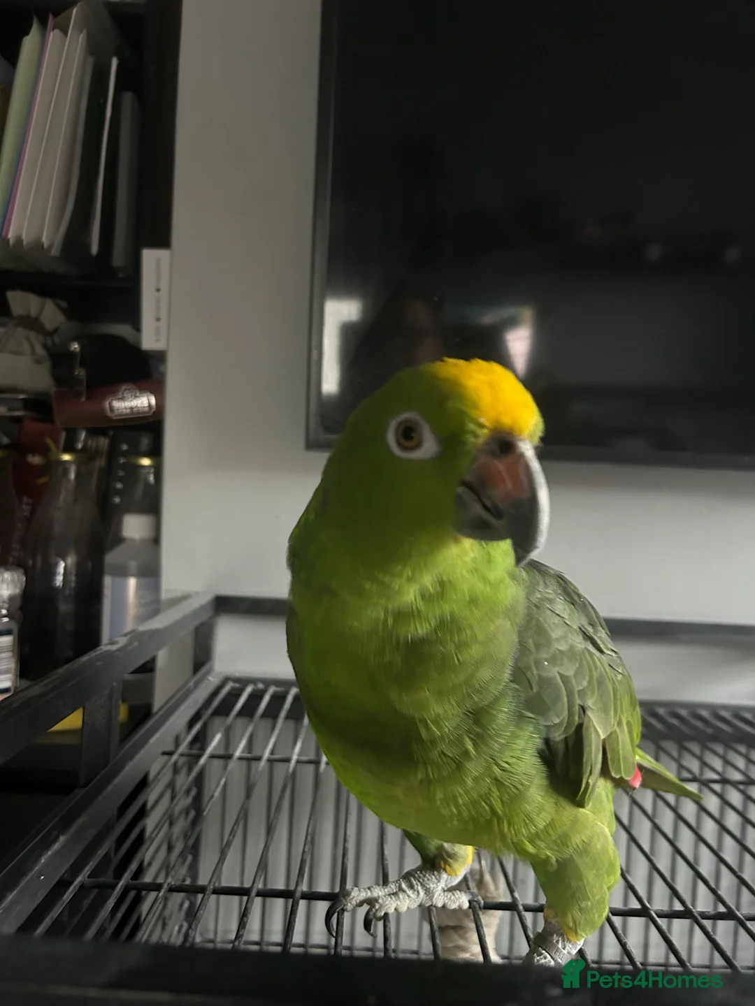 Parrots birds for sale: Reluctant sale of Amazon Parrot in Manchester - Advert 2