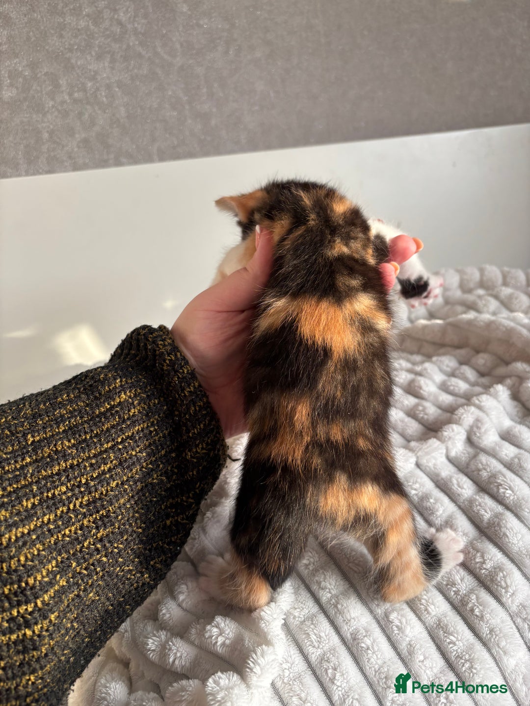 Mixed Breed cats for sale: 3 Gorgeous Kittens - Advert 11