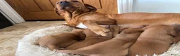 Labrador Retriever dogs for sale: Fox Red Labrador pups - Advert 12