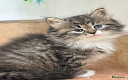 Siberian cats for sale: Pure Siberian kitten  - Image 9