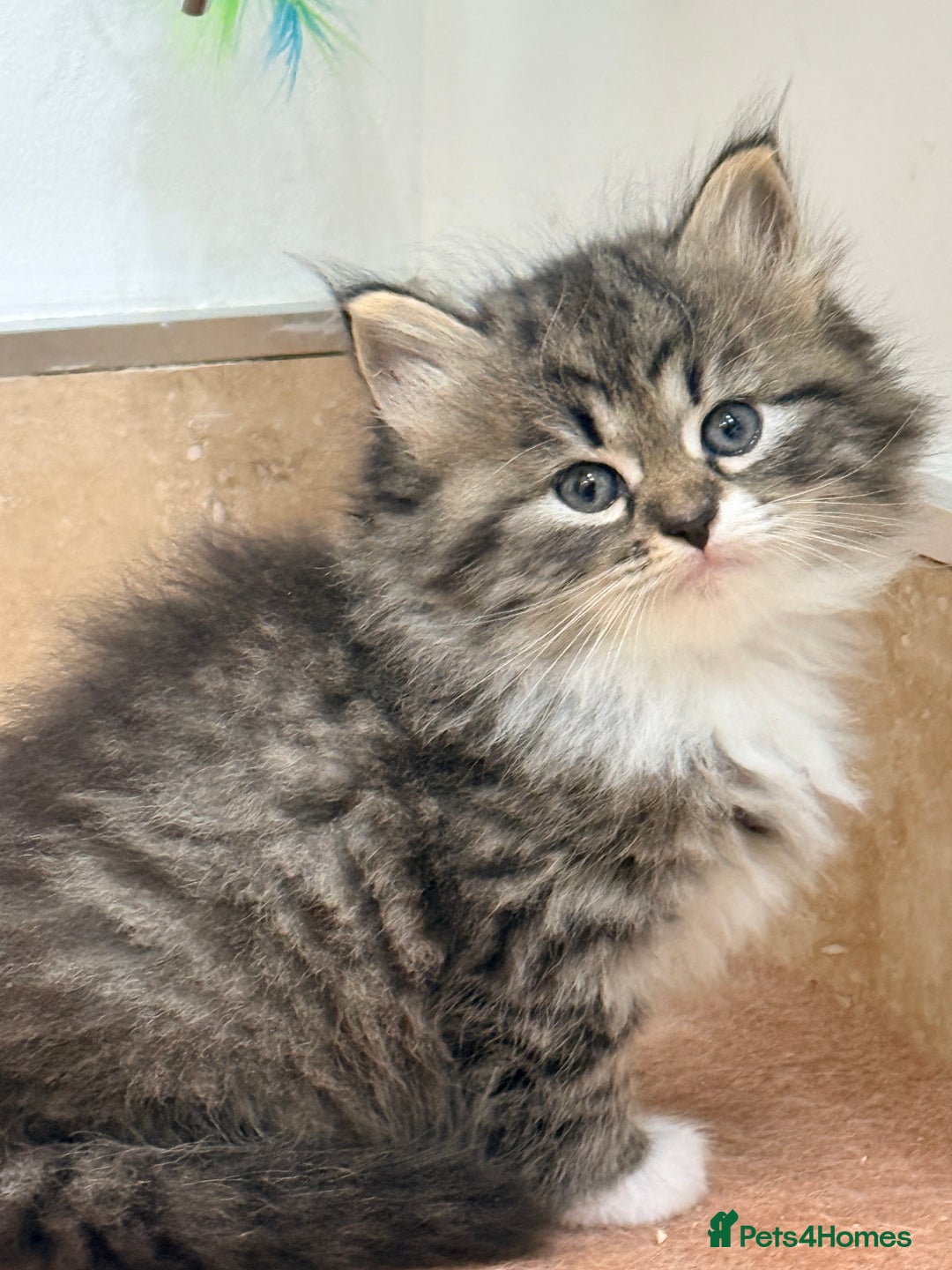 Siberian cats for sale: Pure Siberian kitten  - Image 9