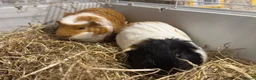 Guinea Pig rodents for sale: Bonded Male Brother Guinea Pigs - Advert 1