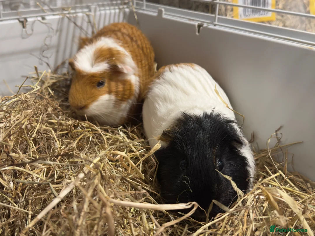 Guinea Pig rodents for sale: Bonded Male Brother Guinea Pigs - Advert 1