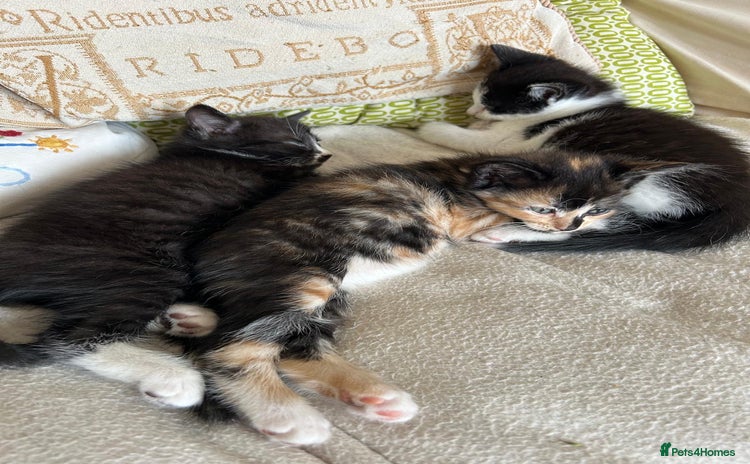 Mixed Breed cats - Advert 12