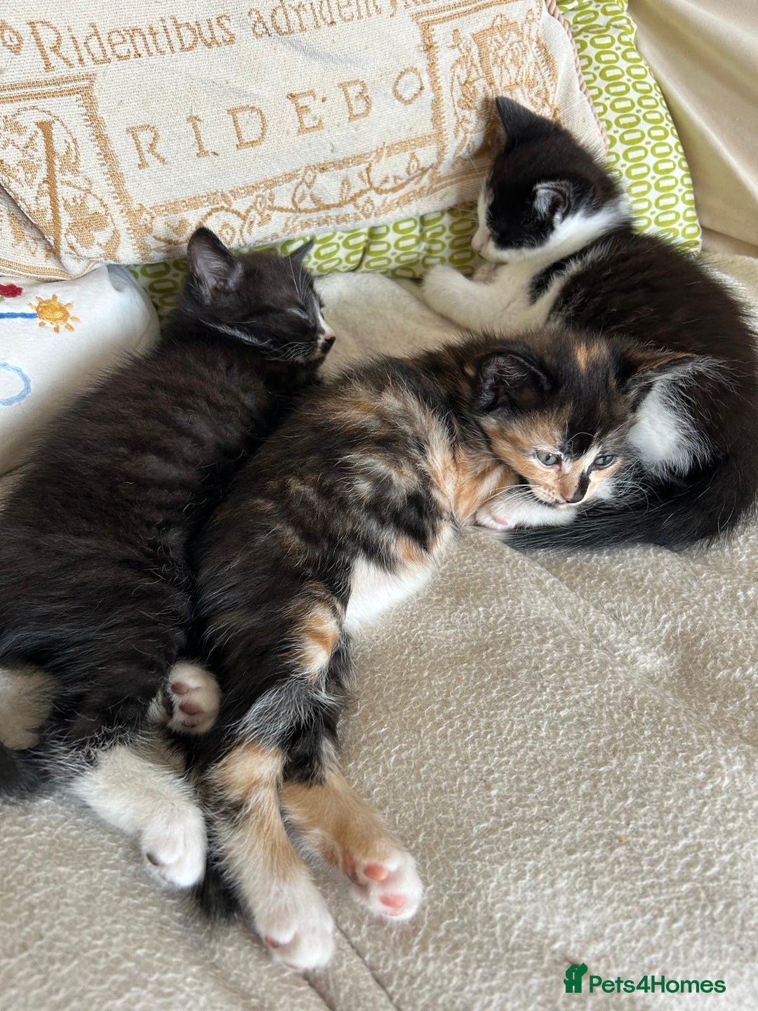 Mixed Breed cats for sale: Kittens for sale - Image 1