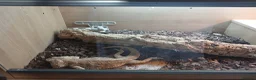 Bearded Dragon reptiles for sale: Bearded dragon for sale  in Coventry - Advert 1