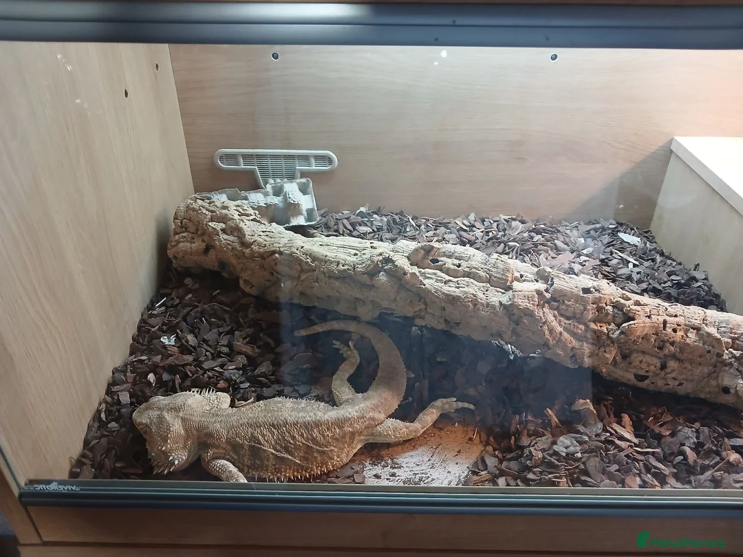 Bearded Dragon reptiles for sale: Bearded dragon for sale  in Coventry - Advert 1