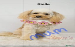 Cavapoochon dogs for sale: Toy cavapoochon F1b - Image 9