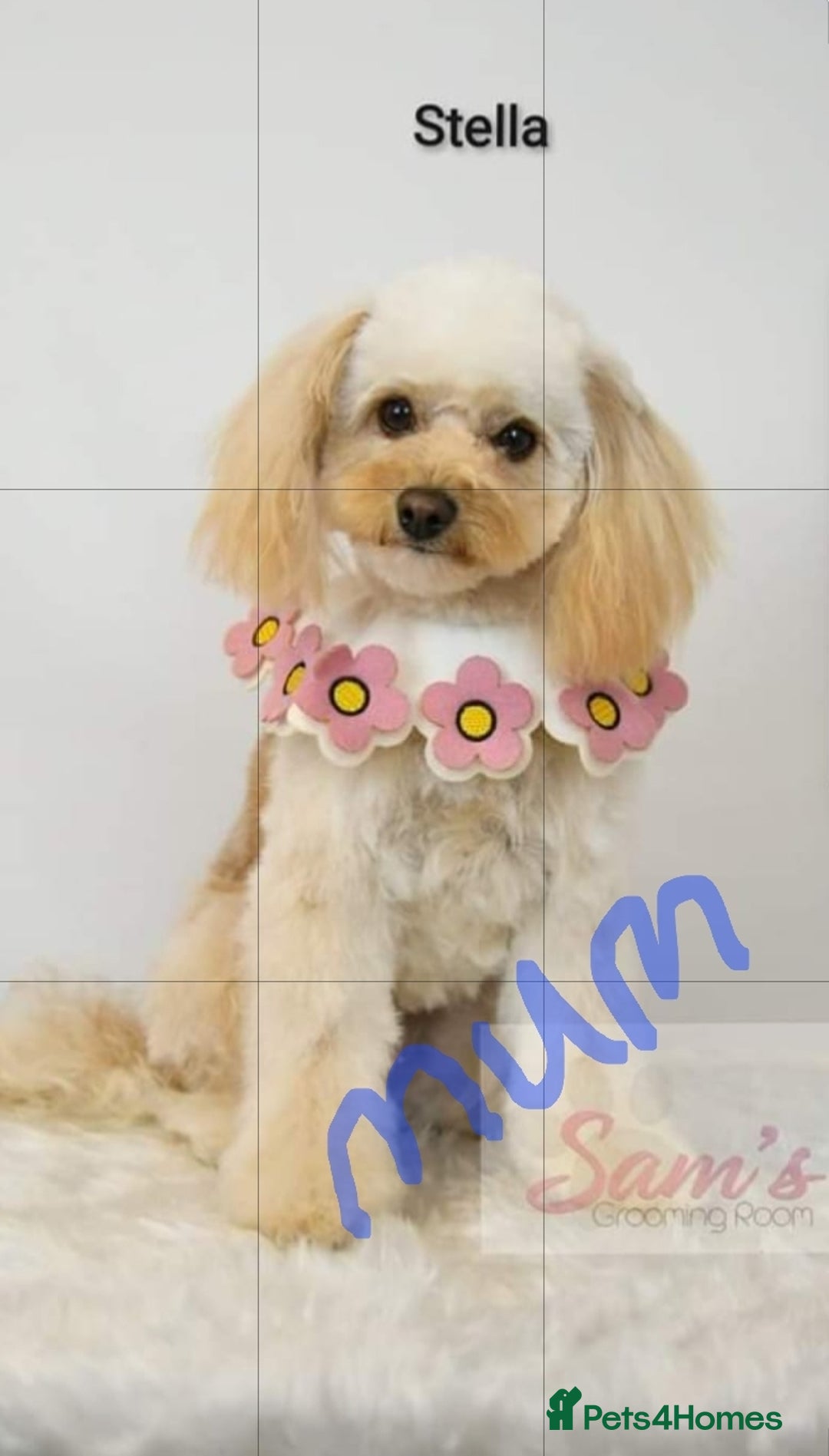 Cavapoochon dogs for sale: Toy cavapoochon F1b - Image 9