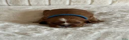 Cavalier King Charles Spaniel dogs for sale: * KC Registered Health Tested Puppies *  - Advert 23