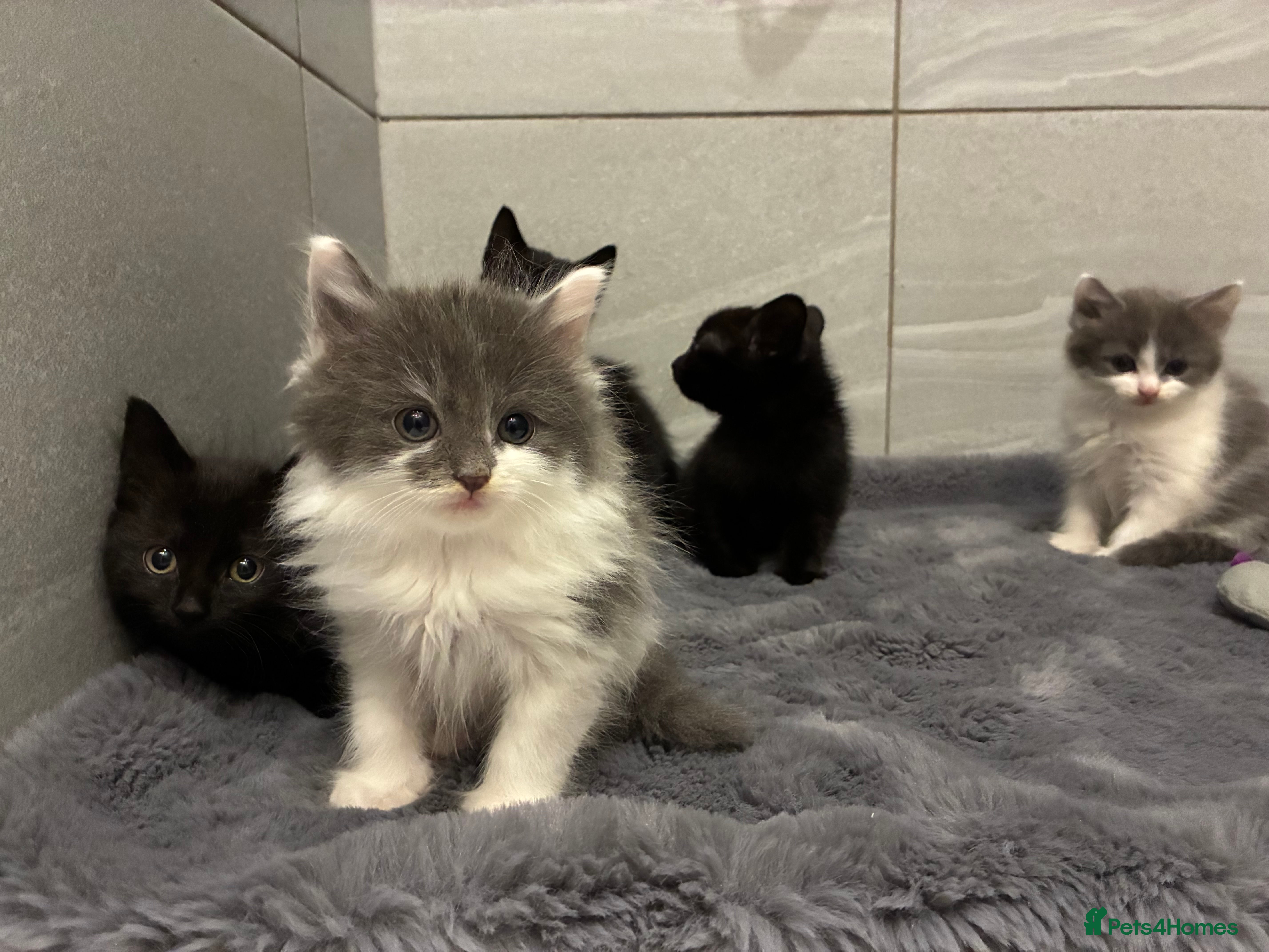 Mixed Breed cats Five beautiful girls looking for homes  - Advert 1