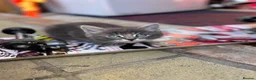 Mixed Breed cats for sale: 4 beautiful kittens  - Advert 1