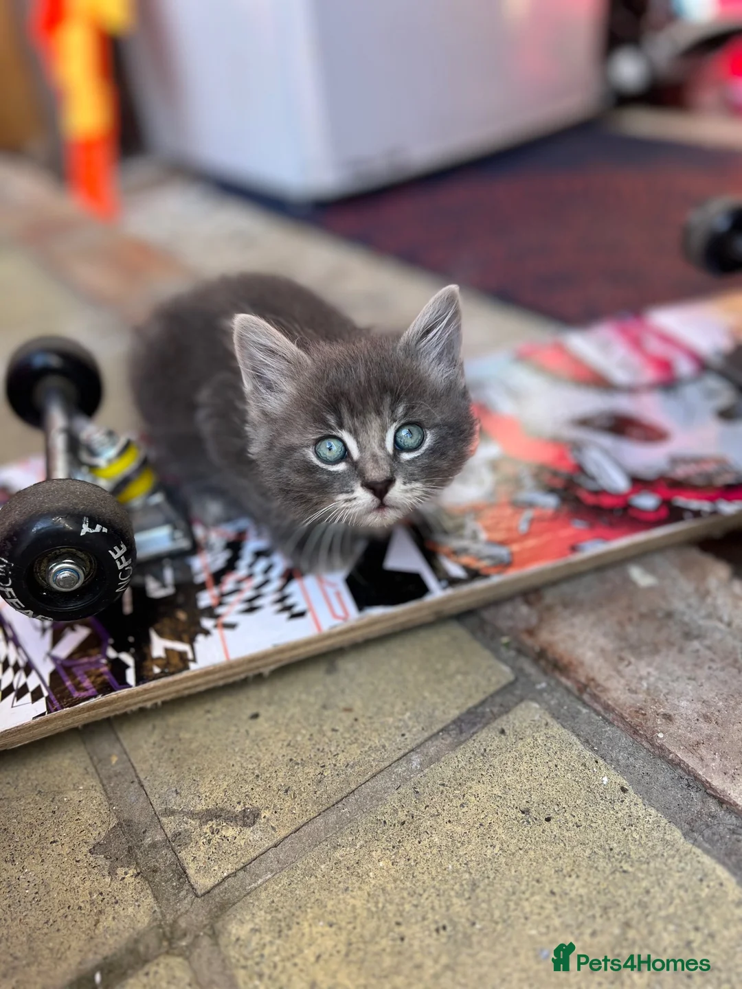 Mixed Breed cats for sale: 4 beautiful kittens  - Advert 1