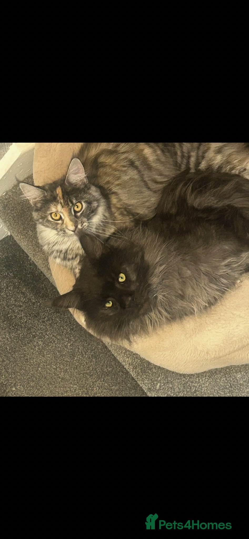 Maine Coon cats for sale: 6 Maine coon kittens for sale  in Brechin - Advert 17
