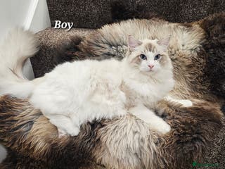 Ragdoll cats BOY ACTIVE GCCF - Advert 1