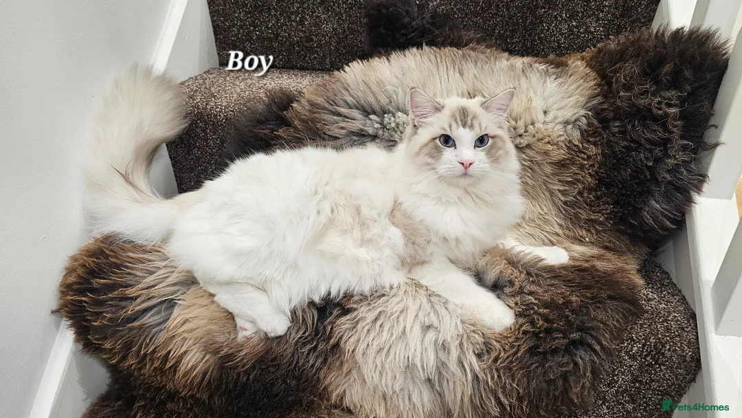 Ragdoll cats for sale: BOY ACTIVE GCCF  - Advert 1