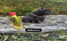 French Bulldog dogs for stud: Tiny lilac and tan stud £300 - Image 19