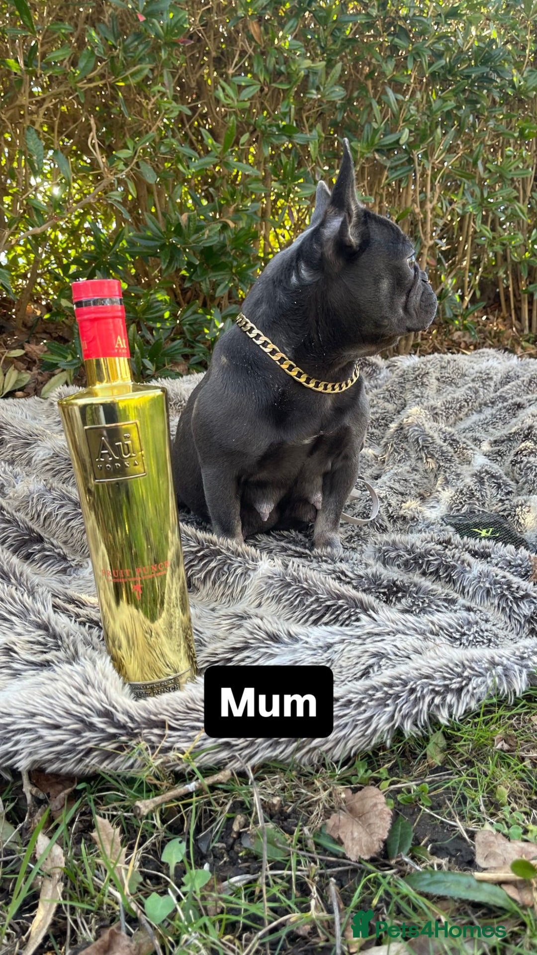 French Bulldog dogs for stud: Tiny lilac and tan stud £300 - Image 19