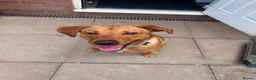 Labrador Retriever dogs for sale: 12 month old male labrador  - Advert 3
