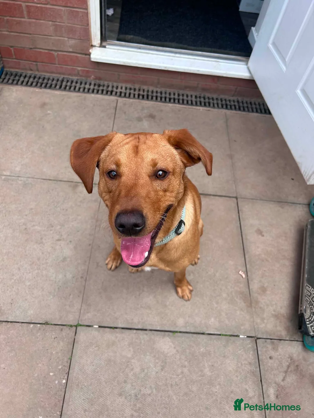 Labrador Retriever dogs for sale: 12 month old male labrador  - Advert 3