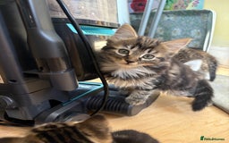British Shorthair cats for sale: 2 BLACK FEMALE SHORTHAIR KITTENS. READY TO GO! - Image 8
