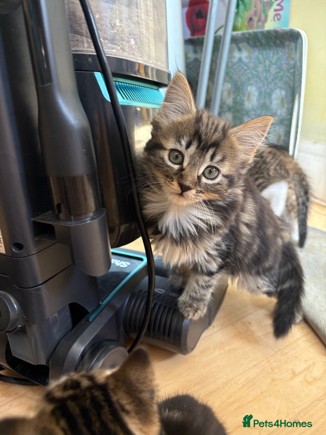 British Shorthair cats for sale: 2 BLACK FEMALE SHORTHAIR KITTENS. READY TO GO! - Image 8