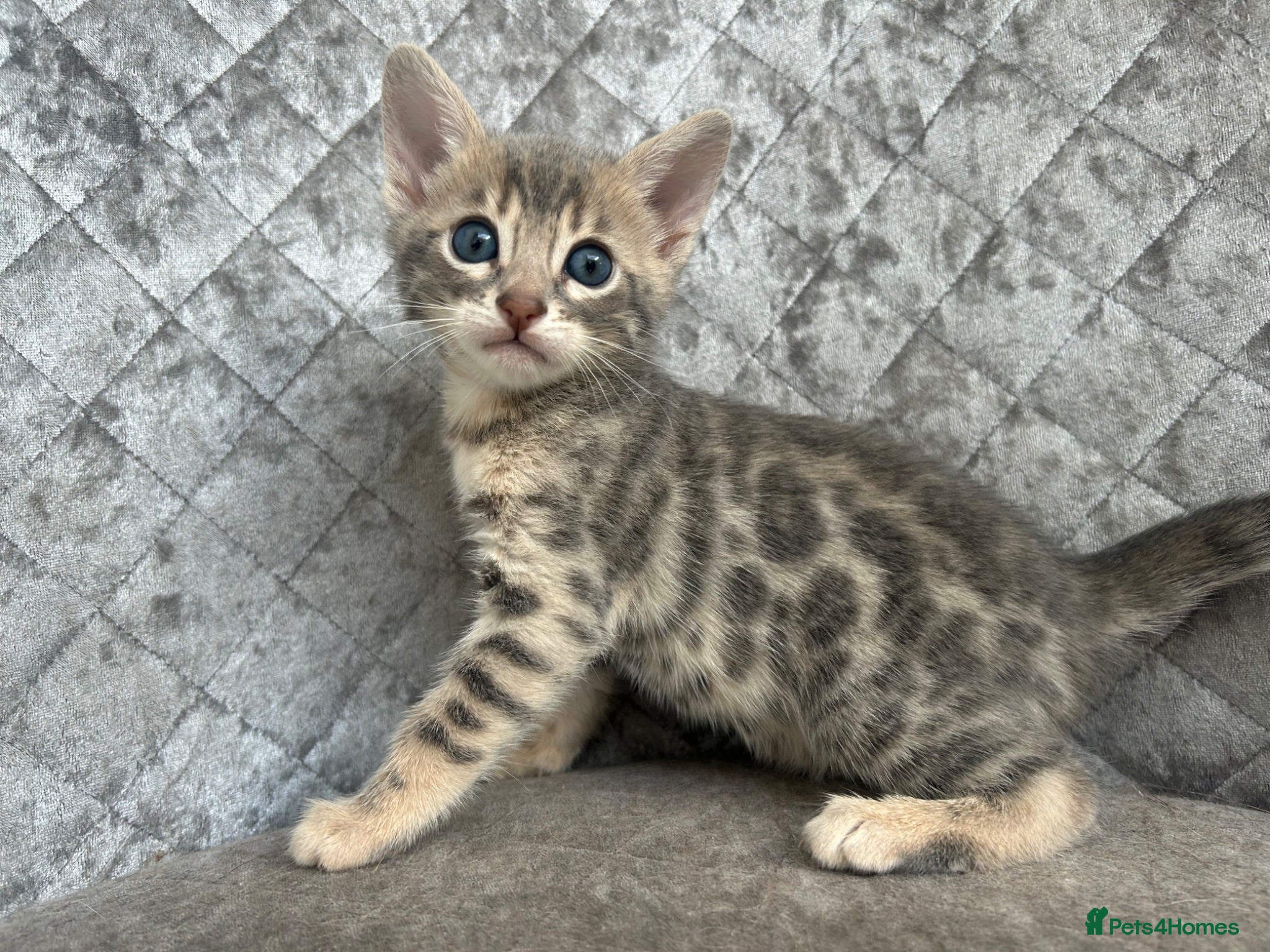 Bengal cats Gorgeous litter of TICA registered bengal kittens  - Advert 5