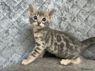 Bengal cats Gorgeous litter of TICA registered bengal kittens - Advert 5
