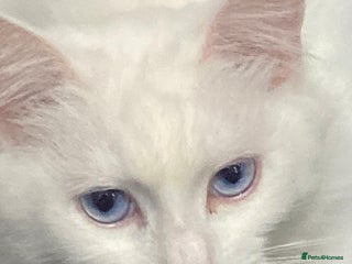 Turkish Angora cats for sale: Turkish Angora Cat - Advert 1