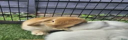 Mini Lop rabbits for sale: Beautiful Mini lops ❤️ - Advert 22