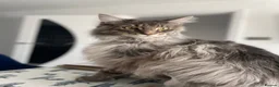 Maine Coon cats for sale: Two cats needing new homes  in Bolton - Advert 1