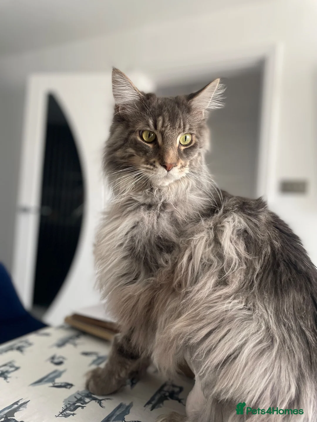 Maine Coon cats for sale: Two cats needing new homes  in Bolton - Advert 1