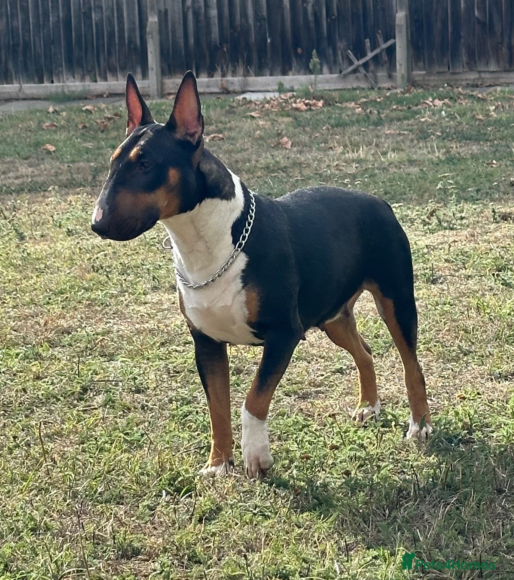 English Bull Terrier dogs KC Registered EBT UK Champion Bloodline Puppies - Advert 2