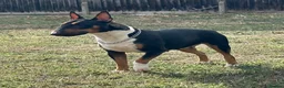 English Bull Terrier dogs for sale: UK Champion Bloodline Puppies Waiting List Open - Advert 8