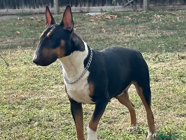 Bull Terrier dogs for sale: KC Registered EBT UK Champion Bloodline Puppies - Advert 1