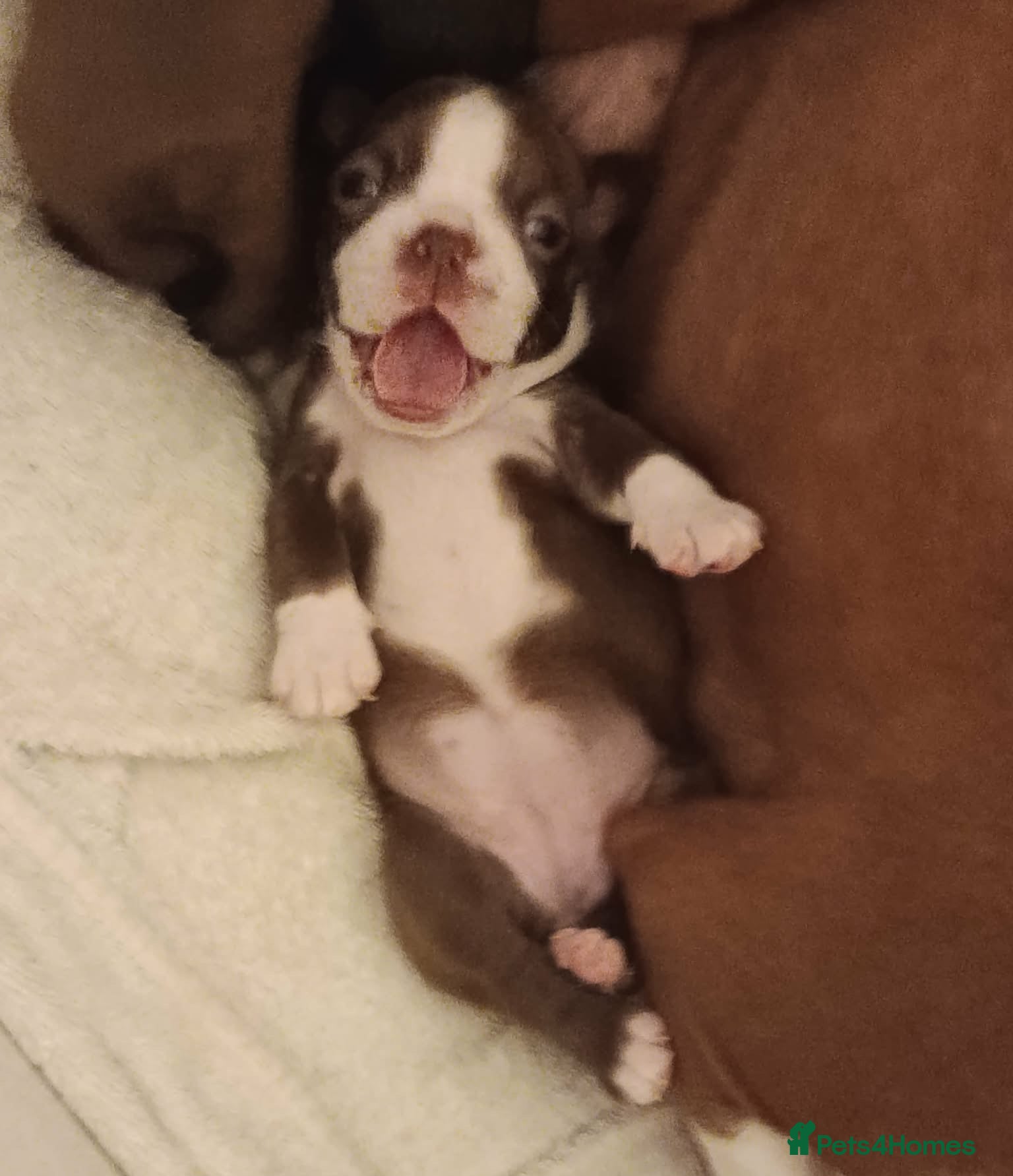 Boston Terrier dogs Boston terrier puppies  - Advert 13