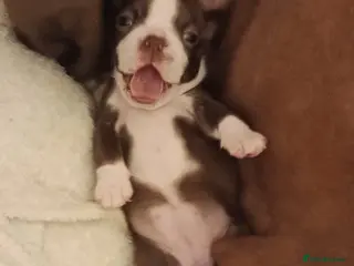 Boston Terrier dogs Boston terrier puppies - Advert 13