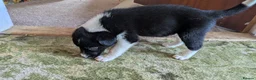 Border Collie dogs for sale: Collie pups from working strain in Tain - Advert 3