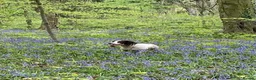 English Springer Spaniel dogs for sale: English Springer (male 5yrs) for rehomr - Advert 4